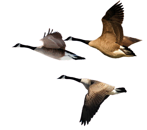 GIF of 3 geese in flight