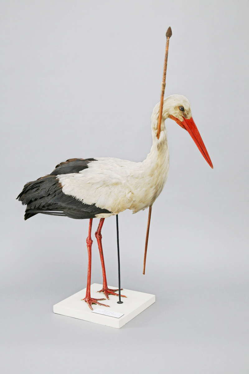 The Rostocker Pfeilstorch, found in 1822, demonstrated that birds migrated rather than hibernating or changing form in winter. Image: Wikipedia.